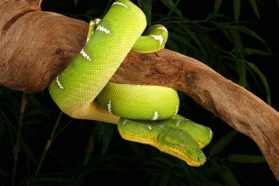 How to Spot a Tree Boa: Wild Identification Guide