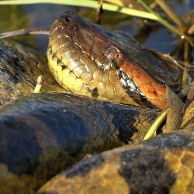 How to Survive Anaconda Attack: Essential Guide