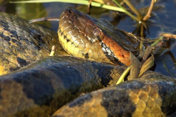 How to Survive Anaconda Attack: Essential Guide