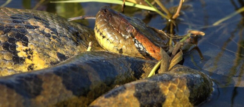 How to Survive Anaconda Attack: Essential Guide