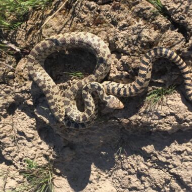 How to Tell a Gopher Snake From a Rattler: Guide