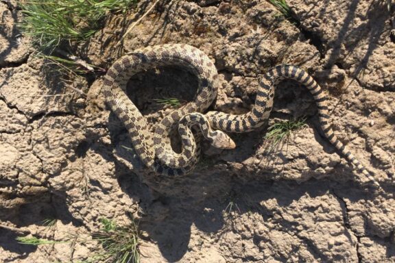 How to Tell a Gopher Snake From a Rattler: Guide