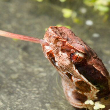 How to Tell if a Water Snake is Venomous: Key Signs