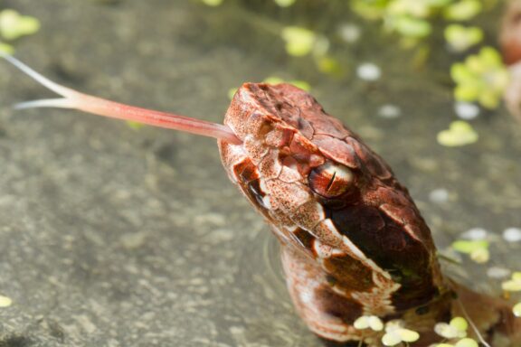 How to Tell if a Water Snake is Venomous: Key Signs