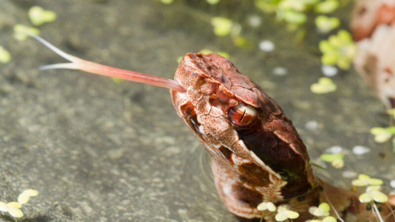 How to Tell if a Water Snake is Venomous: Key Signs