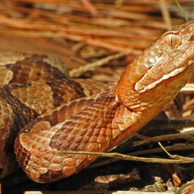 How to Treat Copperhead Snake Bite: First Aid