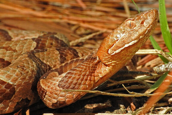 How to Treat Copperhead Snake Bite: First Aid