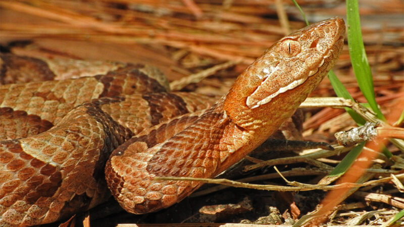 How to Treat Copperhead Snake Bite: First Aid