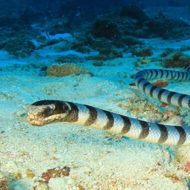 How Water Snakes Help: Environmental Benefits