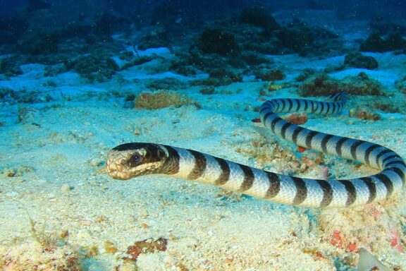 How Water Snakes Help: Environmental Benefits