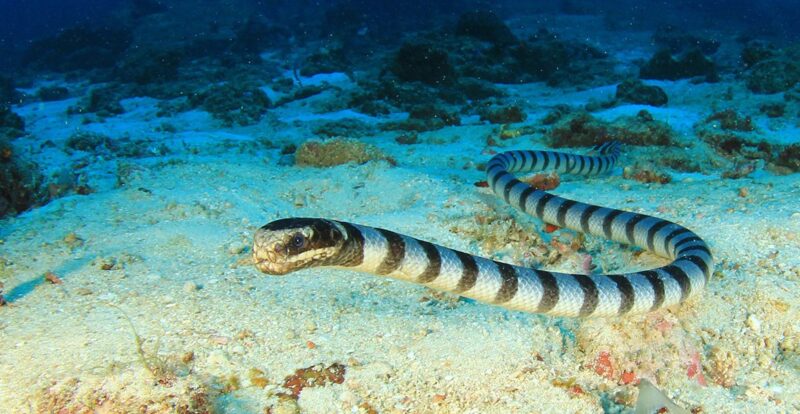 How Water Snakes Help: Environmental Benefits