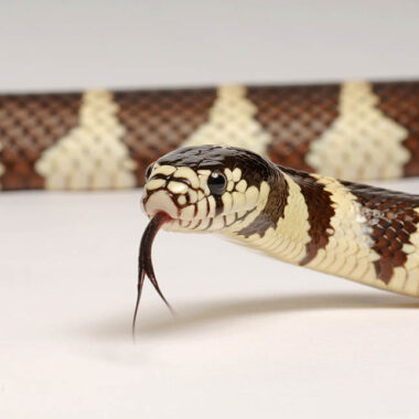 Human Impact on King Snakes: Conservation