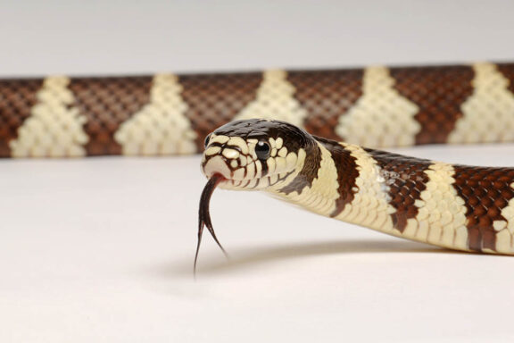 Human Impact on King Snakes: Conservation