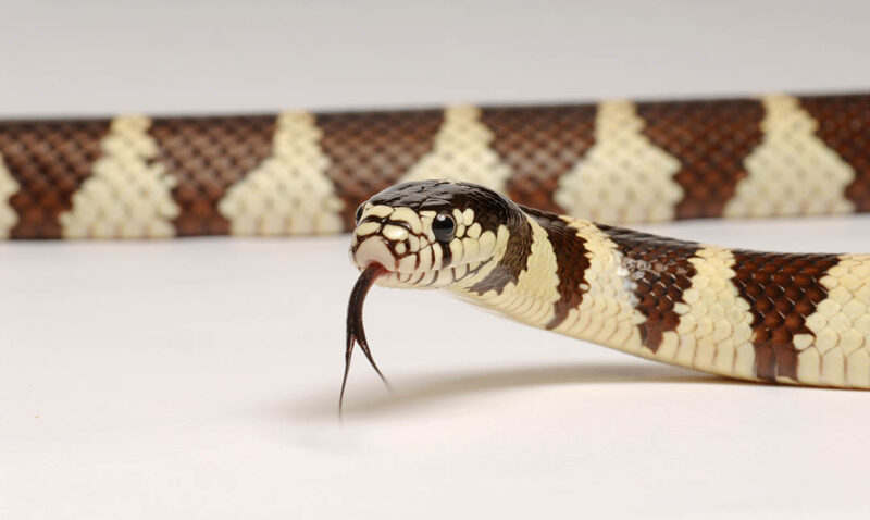 Human Impact on King Snakes: Conservation