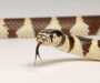 Human Impact on King Snakes: Conservation