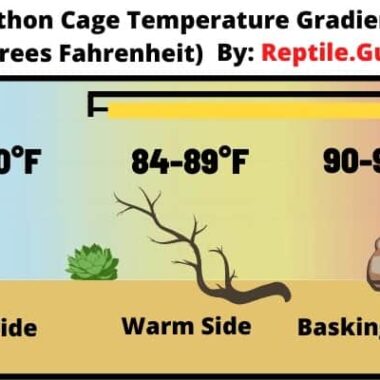 Ideal Basking Temperature for Ball Pythons