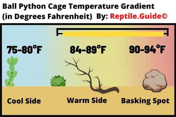 Ideal Basking Temperature for Ball Pythons