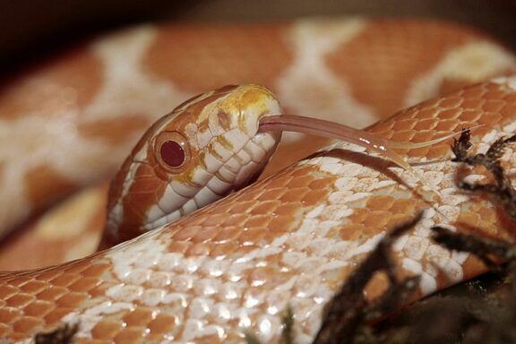 Ideal Basking Temperature for Corn Snakes