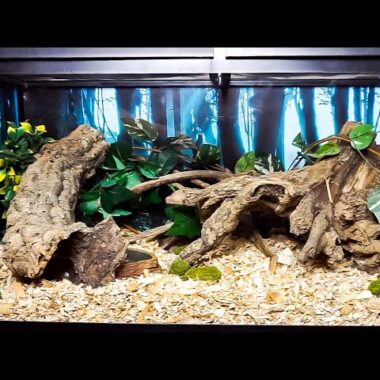 Ideal Corn Snake Habitat Setup and Tips