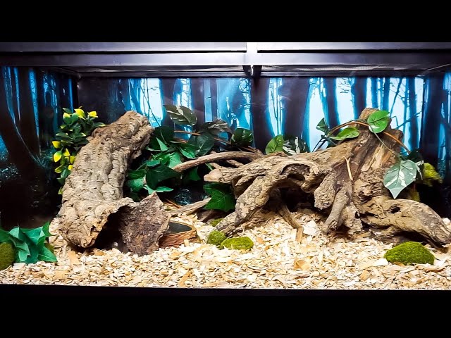 Ideal Corn Snake Habitat Setup and Tips