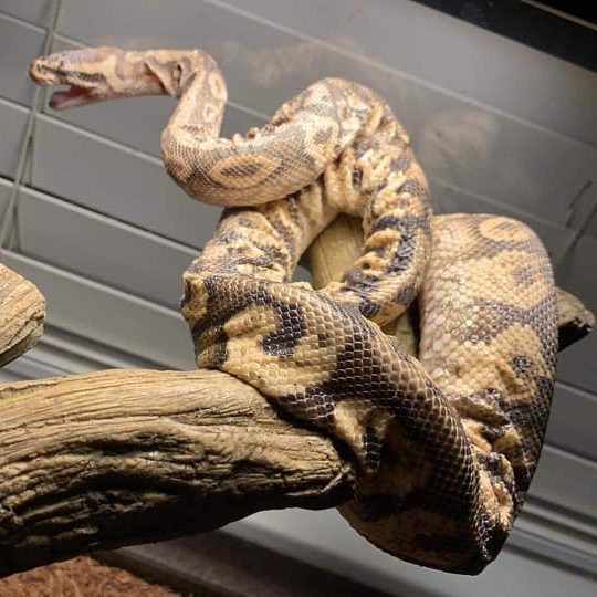 Ideal Temperature Settings for Ball Pythons