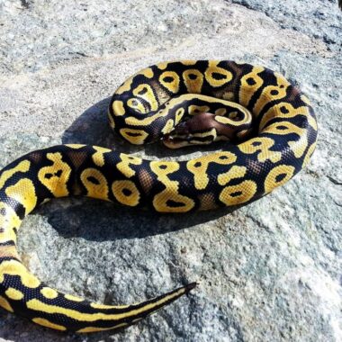 Identifying and Managing Overweight Ball Pythons