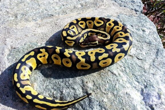 Identifying and Managing Overweight Ball Pythons