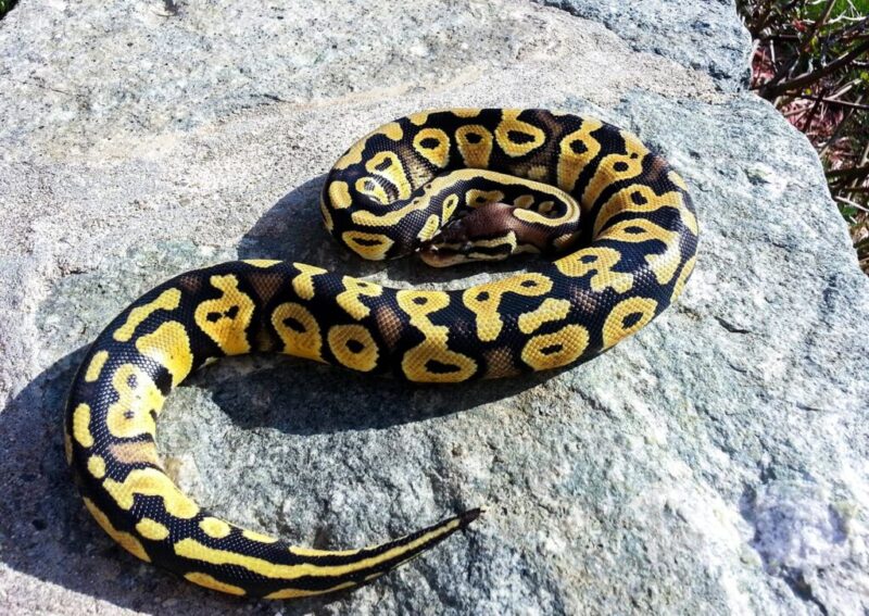 Identifying and Managing Overweight Ball Pythons