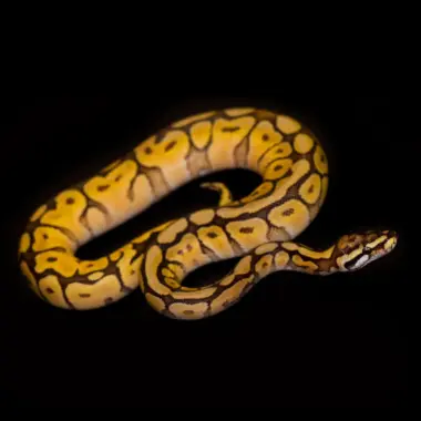 Identifying and Treating Ball Python Bite Marks