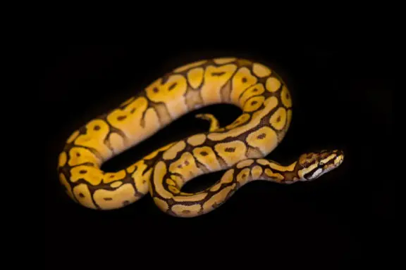 Identifying and Treating Ball Python Bite Marks