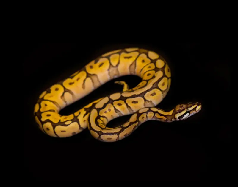 Identifying and Treating Ball Python Bite Marks