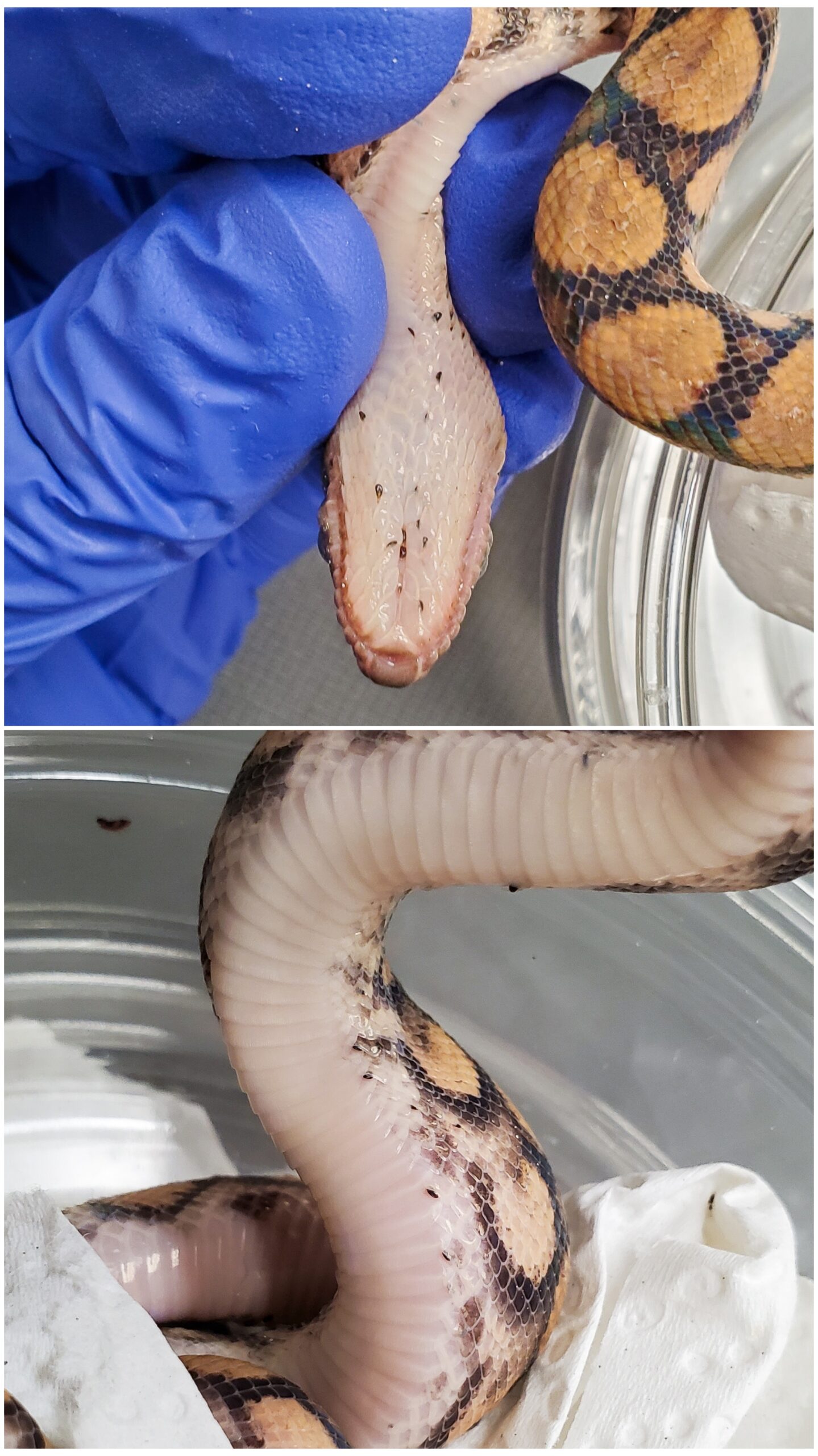 Identifying and treating ball python mites
