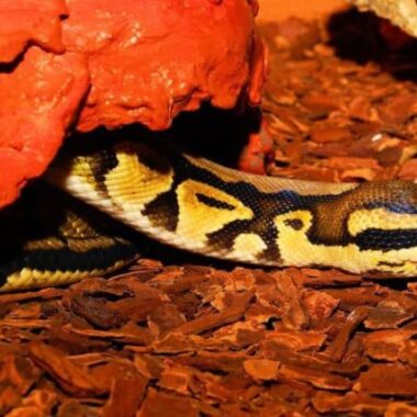 Importance of Hides in Ball Python Enclosures