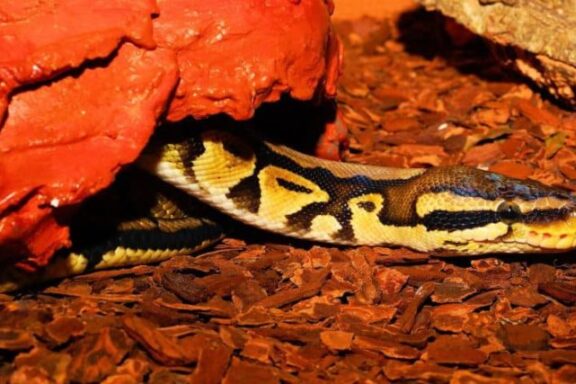 Importance of Hides in Ball Python Enclosures