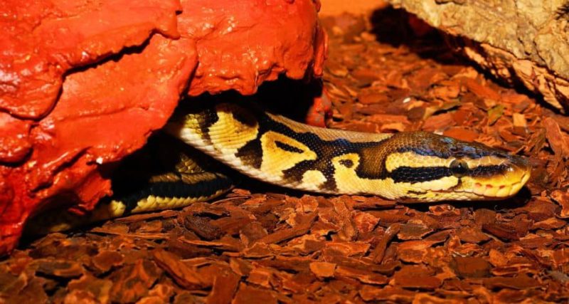 Importance of Hides in Ball Python Enclosures