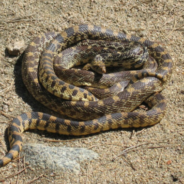 Incubating Gopher Snake Eggs: Expert Tips