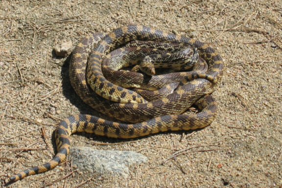 Incubating Gopher Snake Eggs: Expert Tips