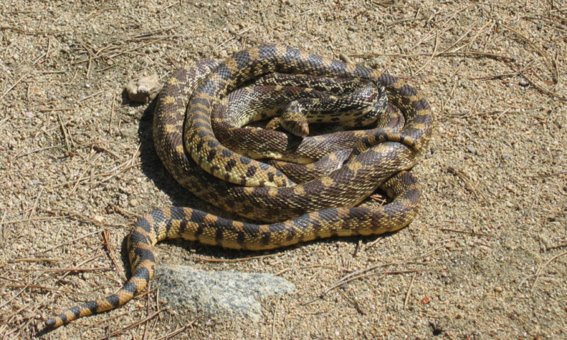 Incubating Gopher Snake Eggs: Expert Tips