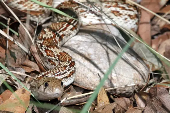 Interesting Facts About Gopher Snakes: Key Discoveries