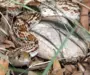 Interesting Facts About Gopher Snakes: Key Discoveries