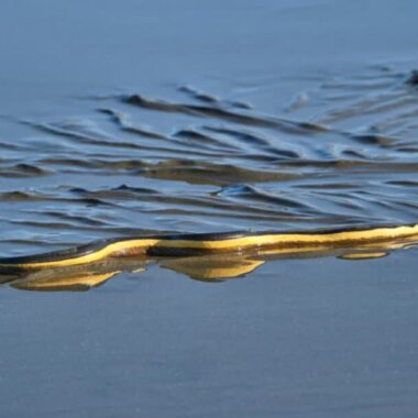 Interesting Water Snake Behaviors: Natural Habits