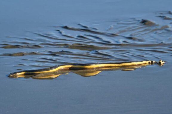 Interesting Water Snake Behaviors: Natural Habits