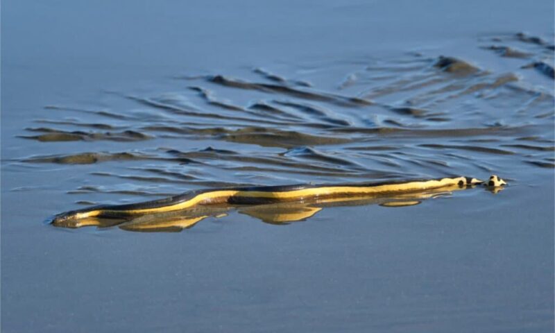 Interesting Water Snake Behaviors: Natural Habits