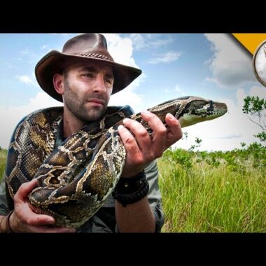 Invasive Anacondas: Impact on Local Ecosystems