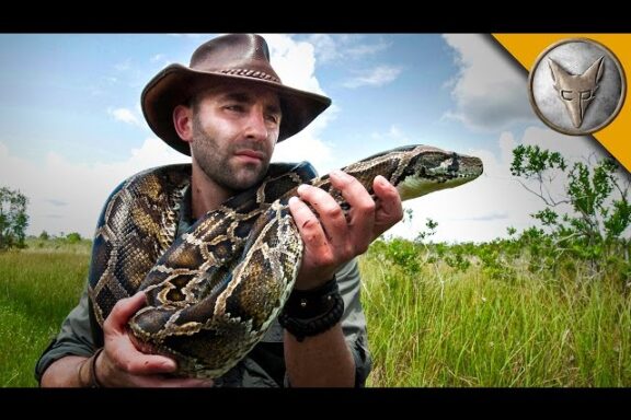 Invasive Anacondas: Impact on Local Ecosystems