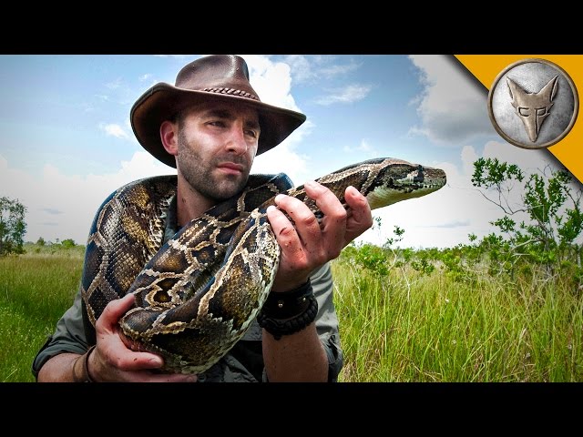 Invasive Anacondas: Impact on Local Ecosystems