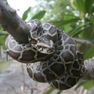 Invasive Burmese Python Hunting: Control Methods