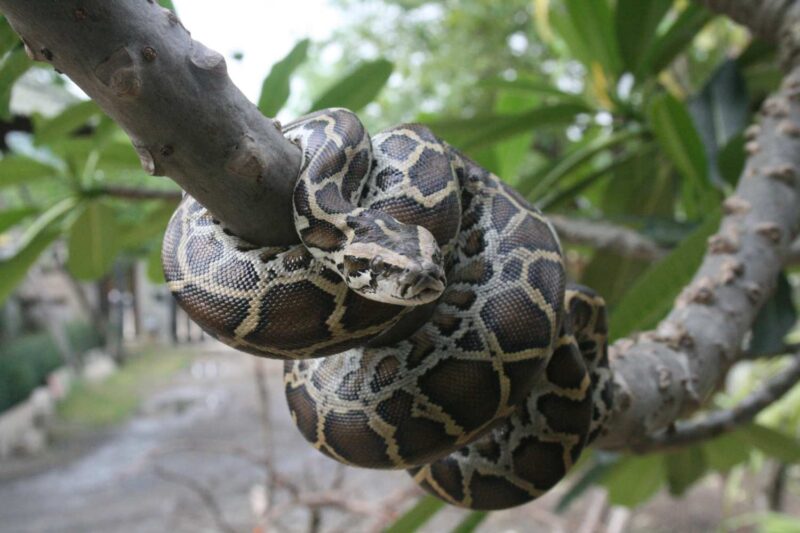 Invasive Burmese Python Hunting: Control Methods