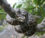 Invasive Burmese Python Hunting: Control Methods