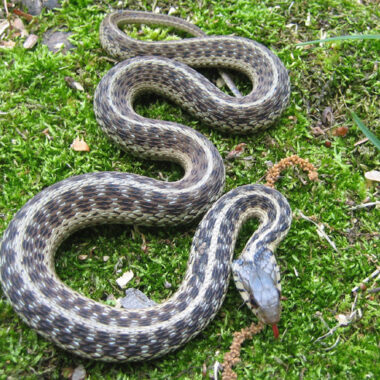 Is the Eastern Garter Snake Poisonous: Safety Guide